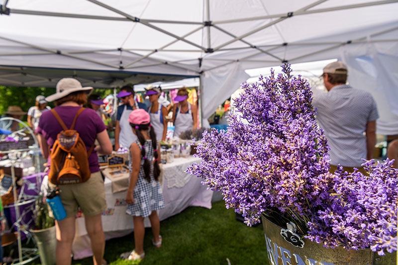 All Things Lavender Denver Botanic Gardens